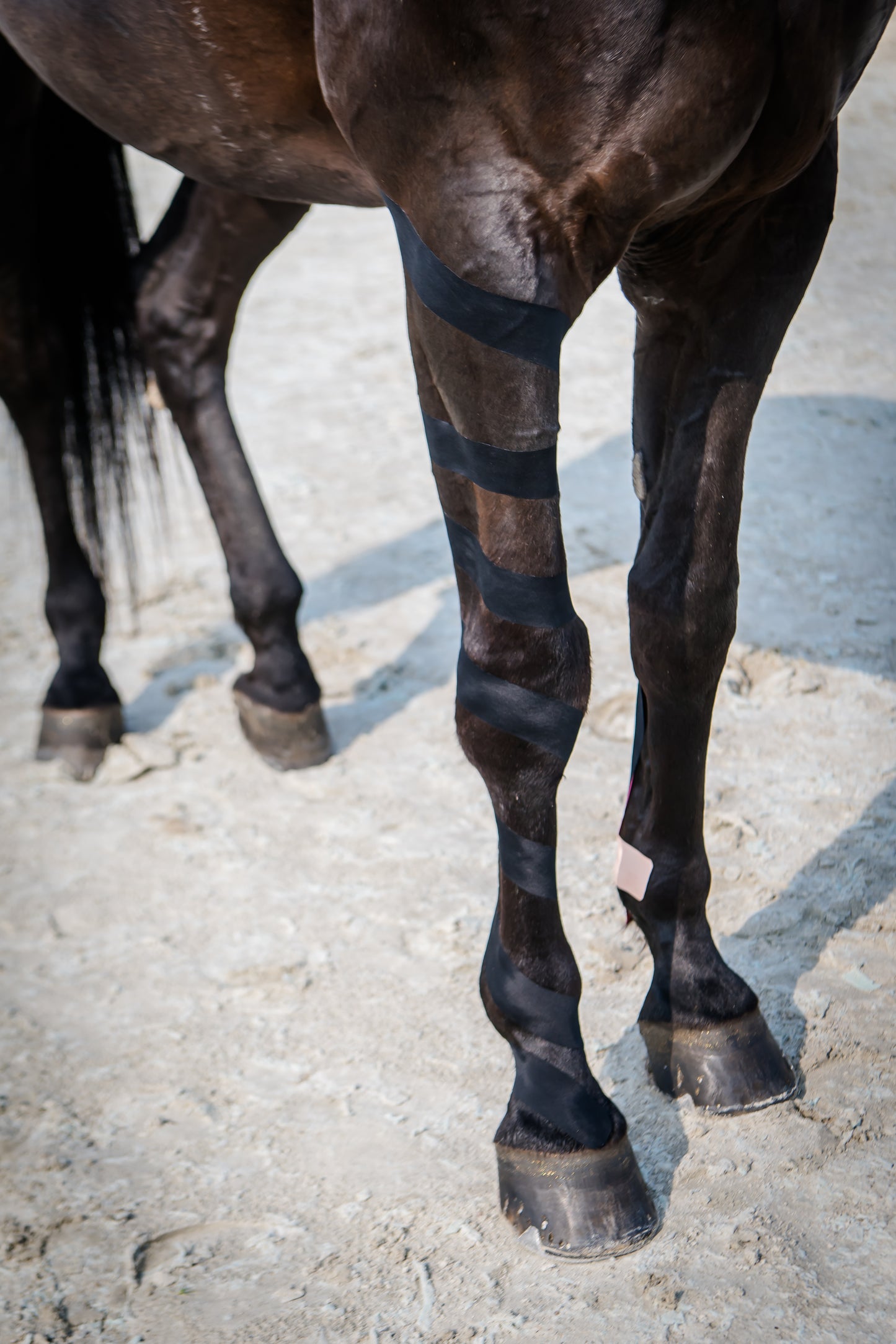 Acutop Hestakin Kinesiotape voor paarden